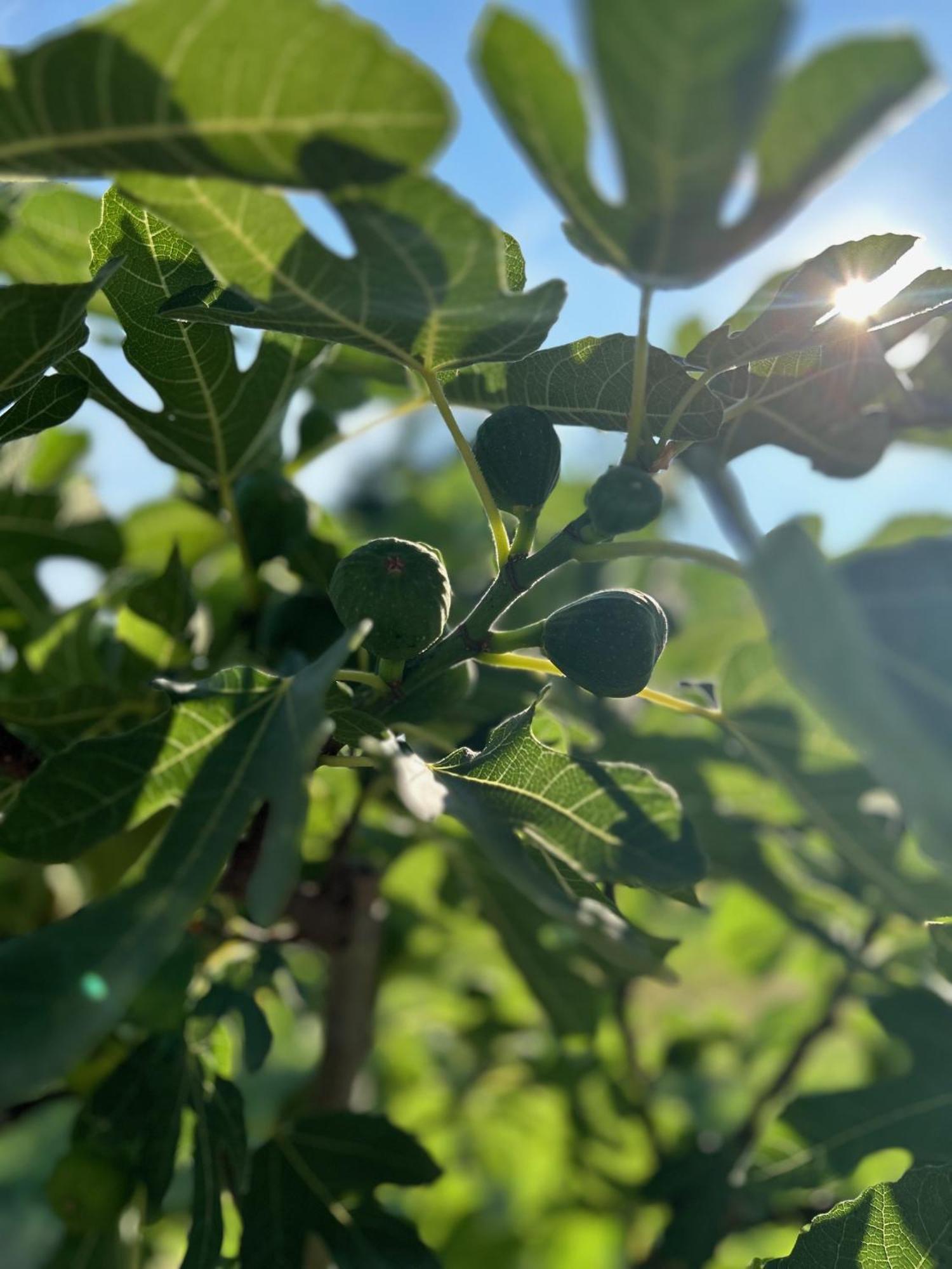Csodaszarvas Vendeghazak Rabahidveg المظهر الخارجي الصورة